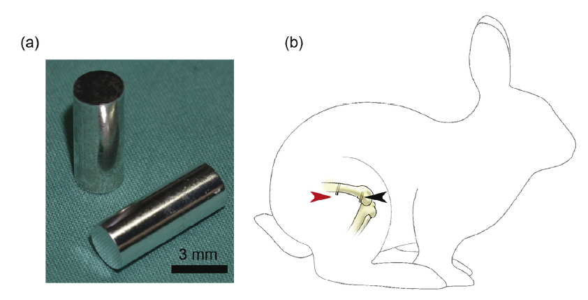 Site-Dependent Osseointegration of Biodegradable High-Purity Magnesium ...