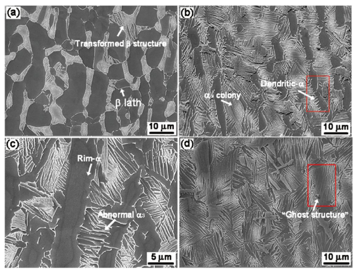 Temperaturegradient induced microstructure evolution in heataffected