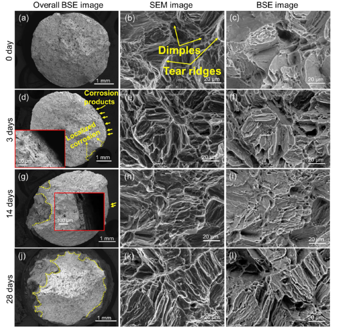 Corrosion performance, corrosion fatigue behavior and mechanical ...
